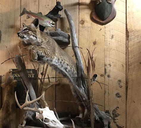 Taxidermy Near Me Prices